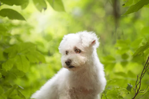 Biały ogar pies piękny portret: Pudel, maltański-pies, york — Zdjęcie stockowe