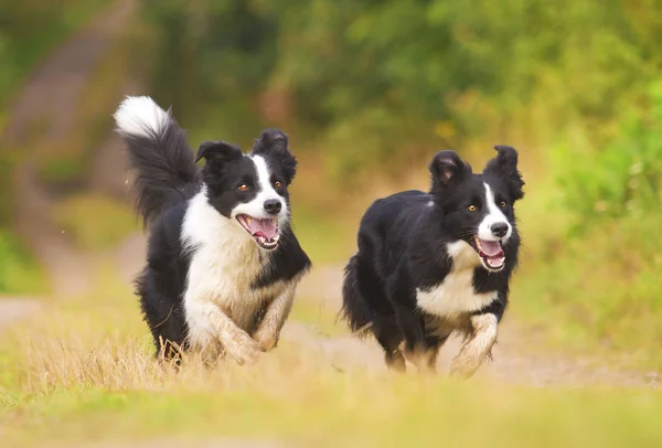 Due bellissimi cani della razza confine collie corrono insieme come un — Foto Stock