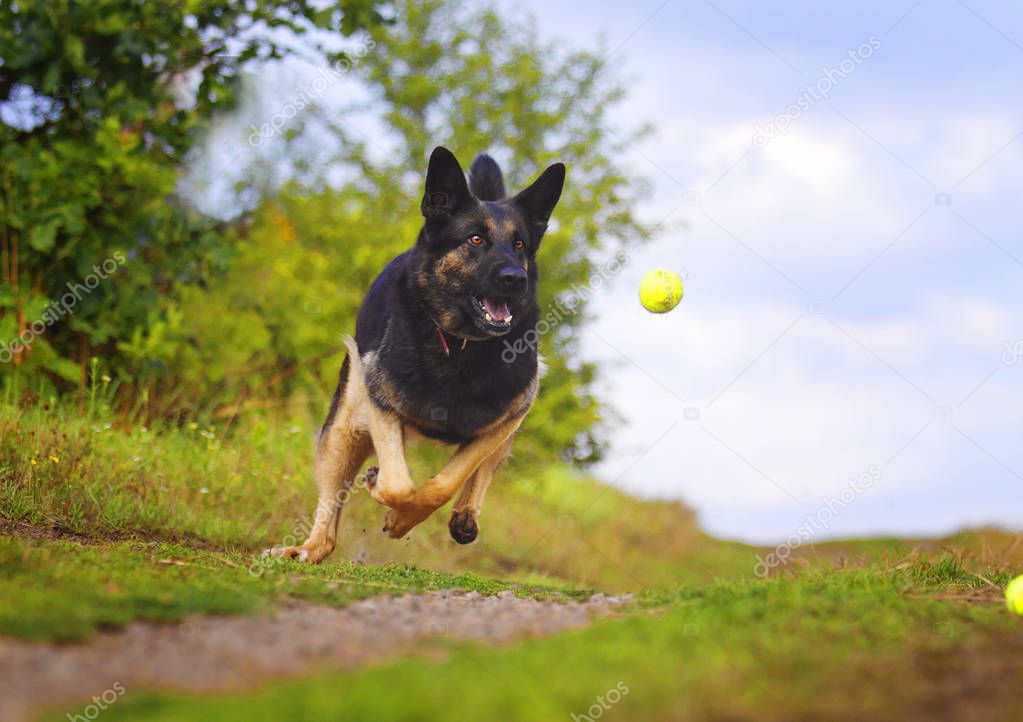 beautiful action and playful dog of the breed: German Shepherd r