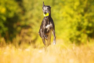 güzel genç ve neşeli vipet köpek ya da m iniş çalışan köpek yavrusu