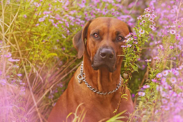 Mooie hondenras: Rhodesian ridgeback zittend op een bloeiende m — Stockfoto