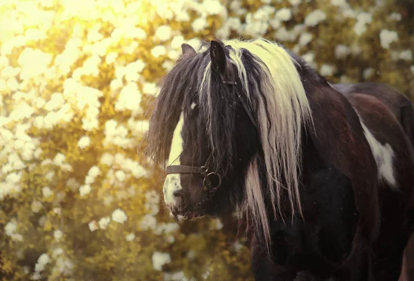 Vacker hingst rasen irish cob, tinker, gypsy vanner i flödet — Stockfoto