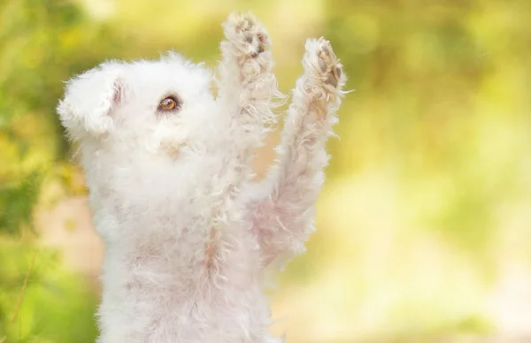 Hermoso y joven perro de raza cruzada blanca: caniche, perro maltés o —  Fotos de Stock