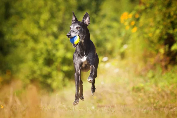 Hermoso joven y alegre perro vipet o cachorro corriendo por la m —  Fotos de Stock