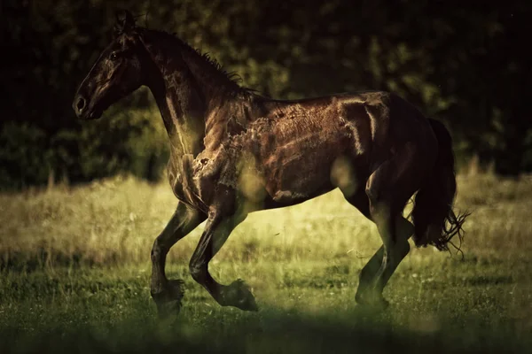 美丽黑色花野生马种马在自然中运行 — 图库照片