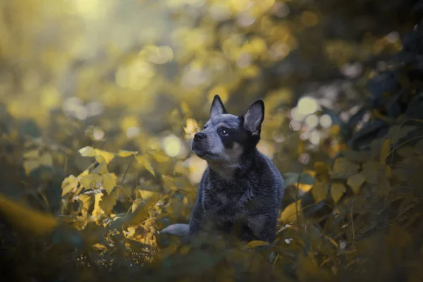 Beautiful young blue puppy breed: Australian cattle dog is in th — Stock Photo, Image