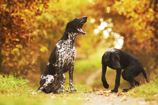 Cansado sénior Raça Europeia trenó cão bocejando e lambendo e bes — Fotografia de Stock