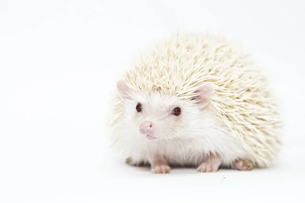 Beautiful and cute young small hedgehog in isolated background — Stock Photo, Image