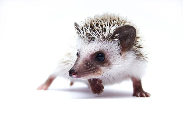 Cute and fun beautiful african pygmy hedgehon in white backgroun — Stock Photo, Image