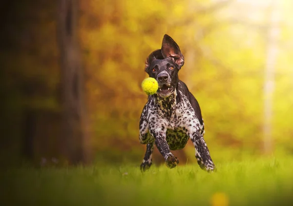 Hermoso perro joven Raza: perro europeo de vela corre y salta o —  Fotos de Stock