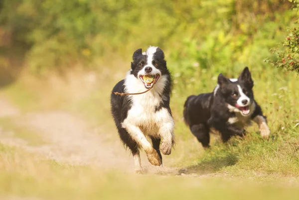 Zwei schöne Hunde der Rasse Border Collie laufen zusammen als — Stockfoto