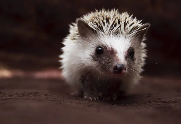 Schöne afrikanische Zwergigel-Igel-Baby-Mädchen im braunen Hintergrund Stockbild