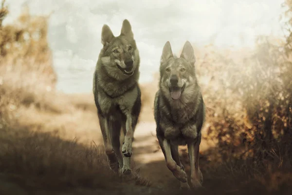 Schönen Spaß tschechoslowakischen Wolfshund in der Natur lizenzfreie Stockbilder