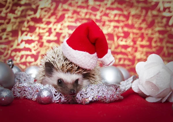 Divertido y lindo erizo Santa Claus en el fondo de Navidad — Foto de Stock