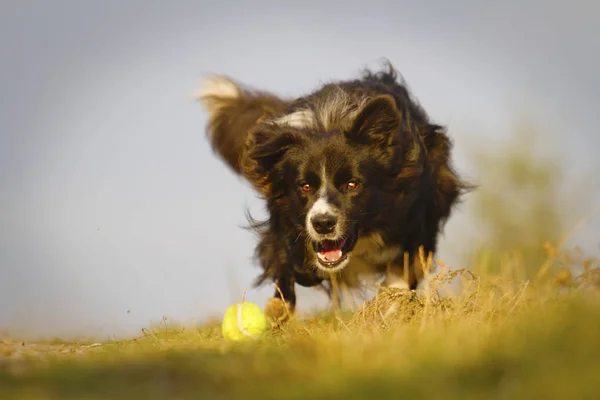 Güzel genç ve mutlu köpek doğurmak kenar kömür ocağı çalışır ve sinekler — Stok fotoğraf