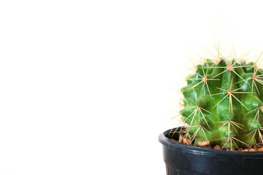 kaktüs beyaz en az yaratıcı stillife üzerinde