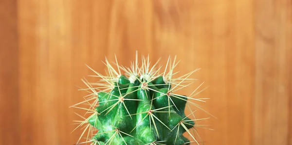 Kaktus auf Holz Stillleben natürliche Kakteenpflanzen auf Holz — Stockfoto