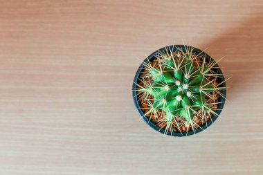 kaktüs ahşap natürmort doğal kaktüs bitkileri ahşap üzerinde