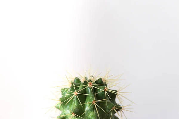 Cactus sobre blanco Bodegón creativo mínimo — Foto de Stock