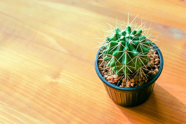 kaktüs ahşap natürmort doğal kaktüs bitkileri ahşap üzerinde