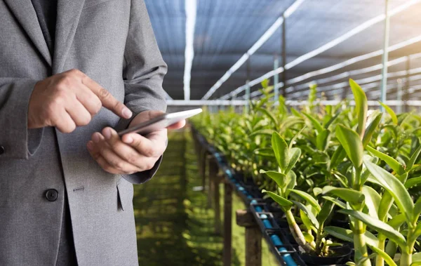 Концепція технології сільського господарства людина Агрономіст Використовуючи планшет в — стокове фото