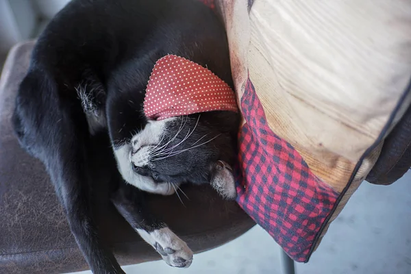 Cat relaxing cat Sleeping best dream selective focus — Stock Photo, Image