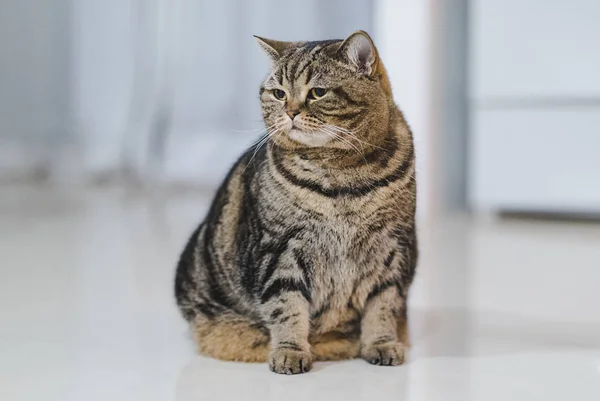 Lustige dicke Katze sitzt braune Katze spielt entspannt — Stockfoto