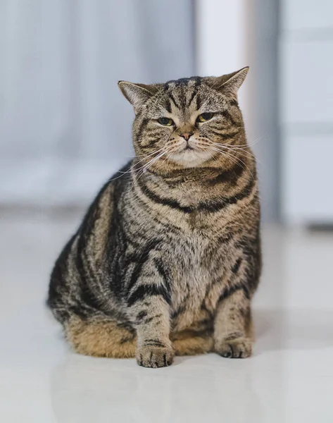 Смішний товстий кіт сидить коричневий кіт грає розслаблений — стокове фото