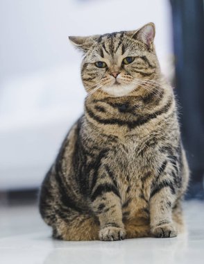 Komik şişman kedi oturan kahverengi kedi oynarken rahat