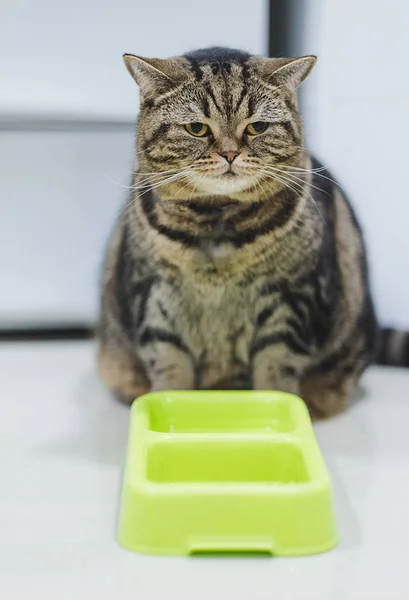 Fat Cat siedzi brązowy kot śmieszne gry zrelaksowany — Zdjęcie stockowe