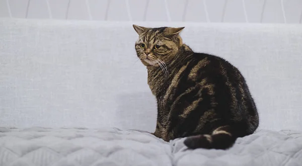 Fat Cat siedzi brązowy kot śmieszne gry zrelaksowany — Zdjęcie stockowe