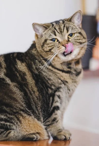 Grasa divertida gato sentado marrón gato jugando relajado — Foto de Stock