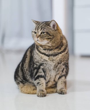 Komik şişman kedi oturan kahverengi kedi oynarken rahat