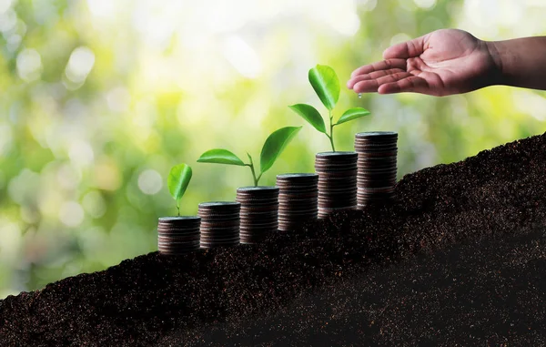 Growing Savings Coins Investment growing graph business developm — Stock Photo, Image