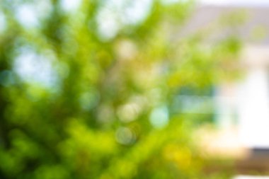 Bokeh arkaplan bokeh bulanık ofis yeşil bokeh arkaplan