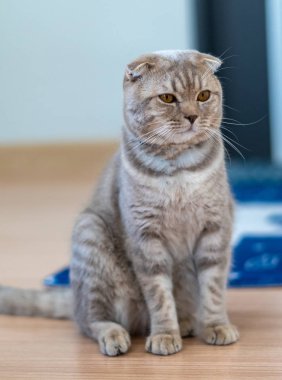 İngiliz Shorthair kedisi evcil hayvancılık oynamaktan mutlu.