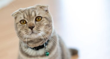 İngiliz Shorthair kedisi evcil hayvancılık oynamaktan mutlu.