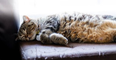 Kedi mükemmel rüya Uyuyan kızıl kedi Sevimli küçük kedi