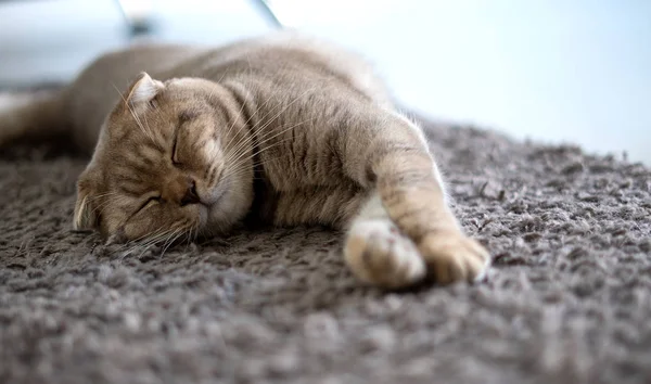 Gato sonho perfeito dormindo gengibre gato bonito pequeno gato — Fotografia de Stock