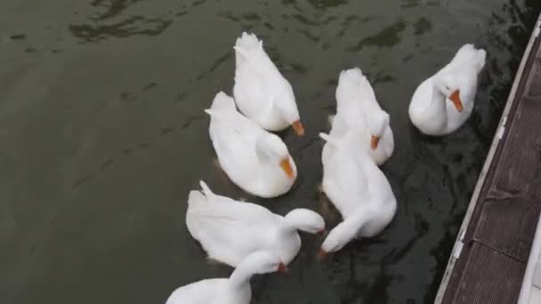 Los gansos comen comida en un estanque . — Vídeos de Stock