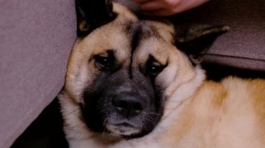 Amerikan Akita 'sını kapatın. Bir kadın evde üzgün bir Amerikalı Akita 'yı okşuyor. Sevimli köpek kanepede yatıyor..