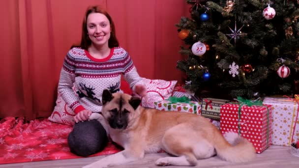 Uma mulher acaricia um Akita americano em casa no dia de Natal perto da árvore de Natal. conceito de férias e Ano Novo . — Vídeo de Stock