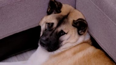 Üzgün Amerikan Akita 'sı evde. Sevimli köpek kanepede yatıyor..