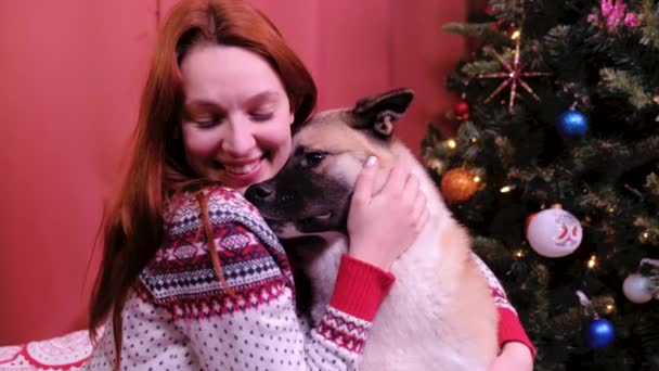 Eine Frau streichelt am ersten Weihnachtsfeiertag zu Hause in der Nähe des Weihnachtsbaums einen amerikanischen Akita. Konzept von Feiertagen und Neujahr. — Stockvideo