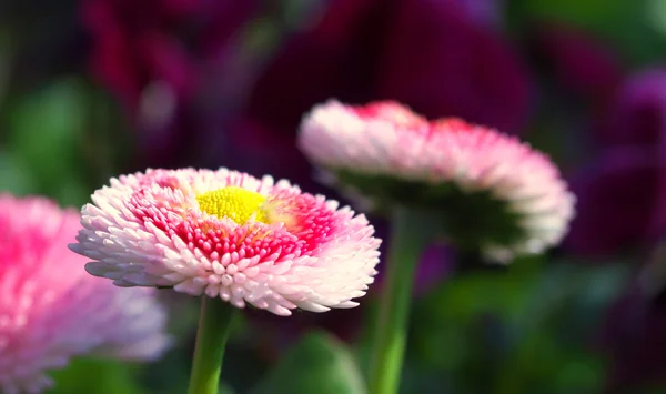 Bright precious Daisies - Macro of freshly flowered daisie — Stock Photo, Image