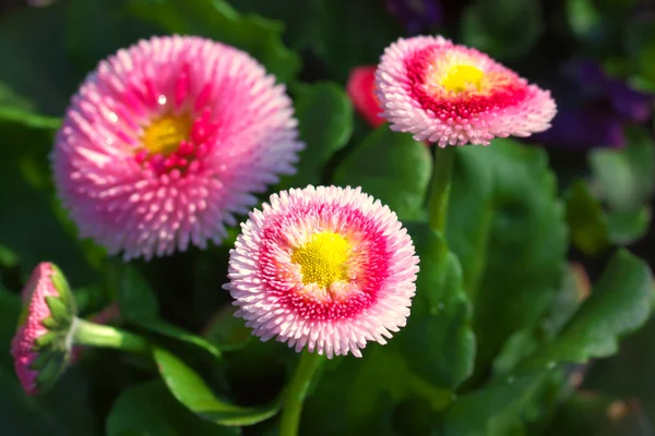 Bright precious Daisies - Macro of freshly flowered daisie — Stock Photo, Image