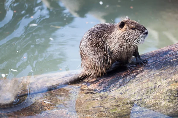 A nutria, bőrápoló — Stock Fotó