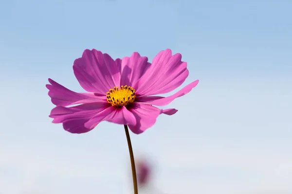 Pink-colored mexican aster - Garden cosmos aster in the soft light of the evening sun — Stock Photo, Image