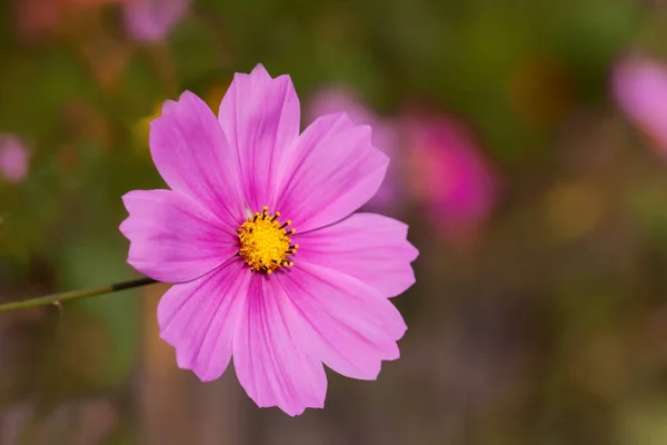 Pink-colored mexican aster - Garden cosmos aster in the soft light of the evening sun — Stock Photo, Image