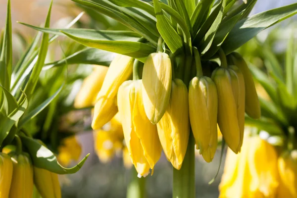 Yellow crown imperial in sunshine — Stock Photo, Image